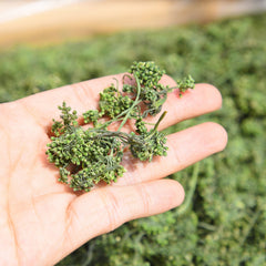 HelloYoung Pure Nature Herbs Drink125g Ginseng Flower Herbal Tea Dried Panax Ginseng China