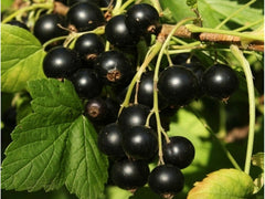 Black Currant Juice Powder Ribes Nigrum 1.1lb