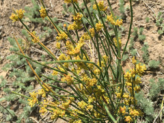 10-4000g Neueste Mo Hang Grüner Tee Natürlicher Kräutertee Freies Verschiffen