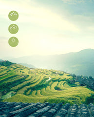 HelloYoung 100g Organic Matcha Green Tea Powder 100% Natural Slimming Tea