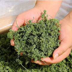 HelloYoung Pure Nature Herbs Drink125g Ginseng Flower Herbal Tea Dried Panax Ginseng China