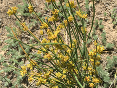 HelloYoung Newest Mo Mu & Huang Natural Energy Huang Tea Free Shipping