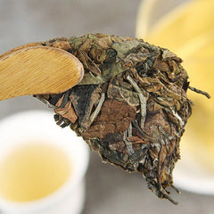 HelloYoung Yunnan White Tea Bai Cha Alpine Old Tree Tea White Tea Xiao Bai Tian 100g