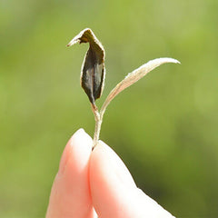 HelloYoung Premium Handmade Yunnan Moonlight Beauty White Tea loose leaf 50g