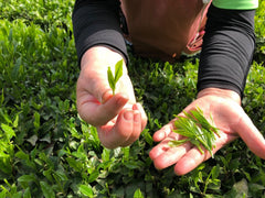 HelloYoung JAPANESE Organic Matcha Green Tea Powder (PREMIUM GRADE) - Money Back Guarantee