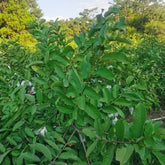 100% Original Raw Guava Leaves Herbal Tea Weight Loss Fat Burner Skin Care