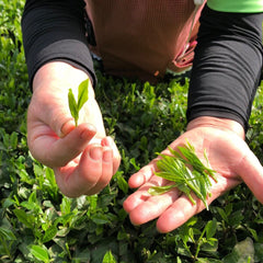 JAPANESE Organic Matcha Green Tea Powder (PREMIUM GRADE) - Money Back Guarantee