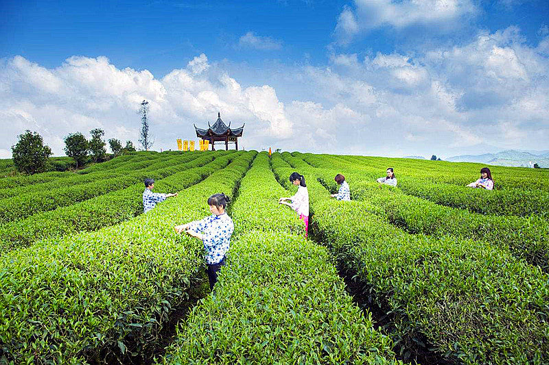 HelloYoung100g Pu-erh Tea Cooked Tea Rose Tea Flavor Tea Slimming Healthy Black Tea Green Food