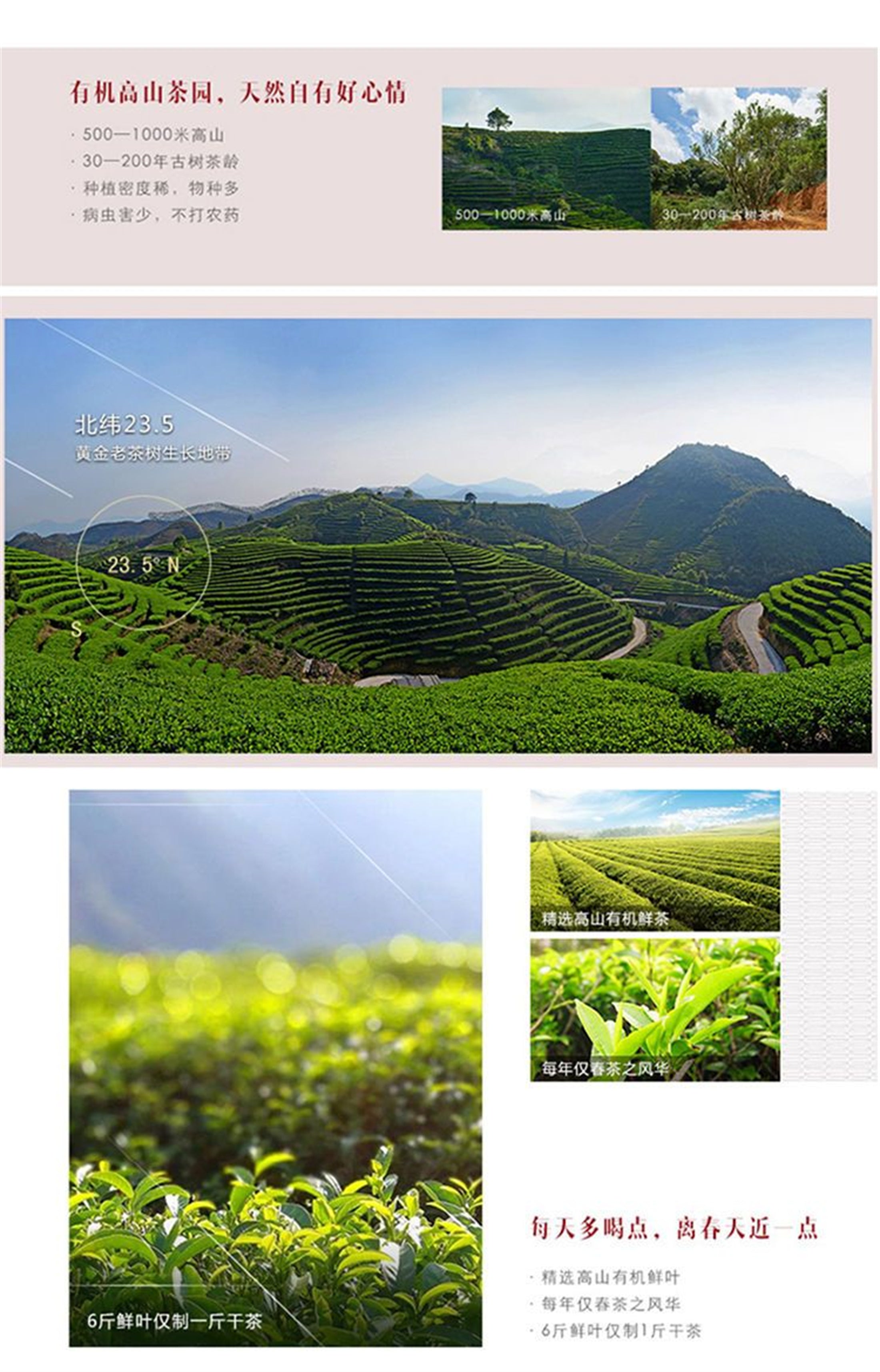 HelloYoung 125g Chaozhou Phoenix Dancong Feng Huang Oolong Chinese Tea Wu Dong DanCong