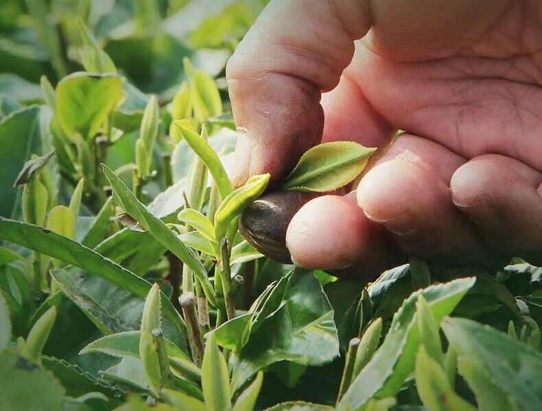 HelloYoung 300g Fuding white tea white peony tribute eyebrow shoumei flower fragrance