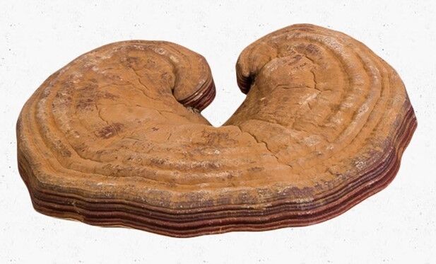 Health Dried Wild Lingzhi Red Reishi Mushrooms Ganoderma Lucidum Slices tea 250g