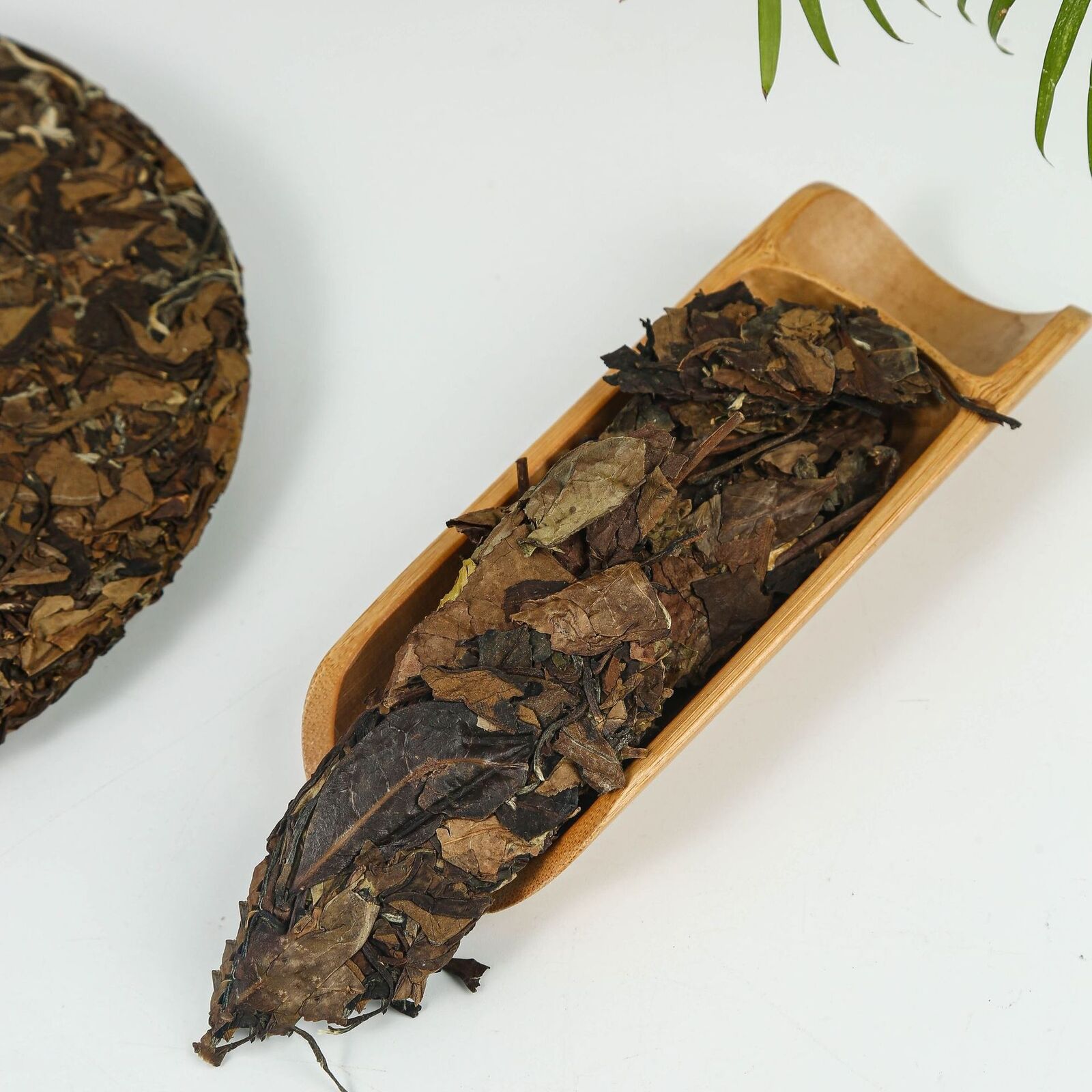 HelloYoung 350g Old white tea fuding white tea white peony gongmei tea shoumei tea cake