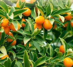 Organic Dried Kumquats Fruit Tea, Kumquats Fruit