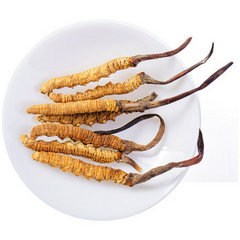 Premium Wild Cordyceps Sinensis