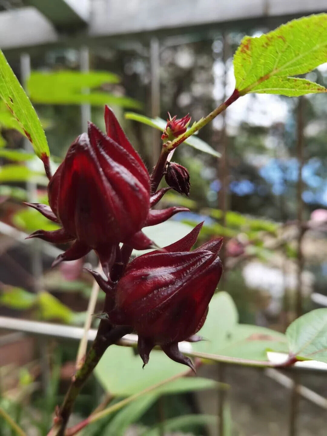 Planting Base Sale ROSELLE Dried Red Hibiscus Sabdariffa Flowers 250g