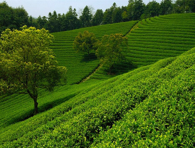 HelloYoung Top Grade Black Oolong Tea Natural Slimming Tea Black Tieguanyin 50g