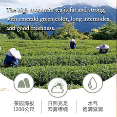 Milk Oolong Tea Loose Leaf Tea Green Tea Organic Jin Xuan or Golden Lily Tea