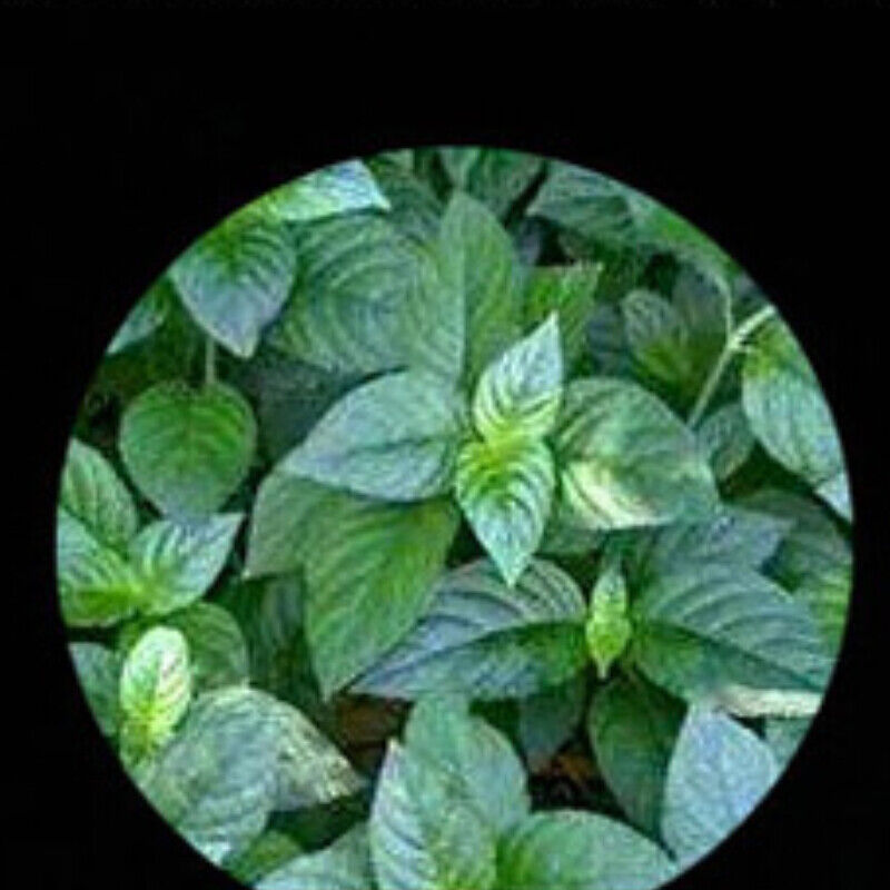 357g/12.59oz Glutinous Rice Aroma Cooked Pu'er Tea Puerh Tea Cake Aged  Puer Tea
