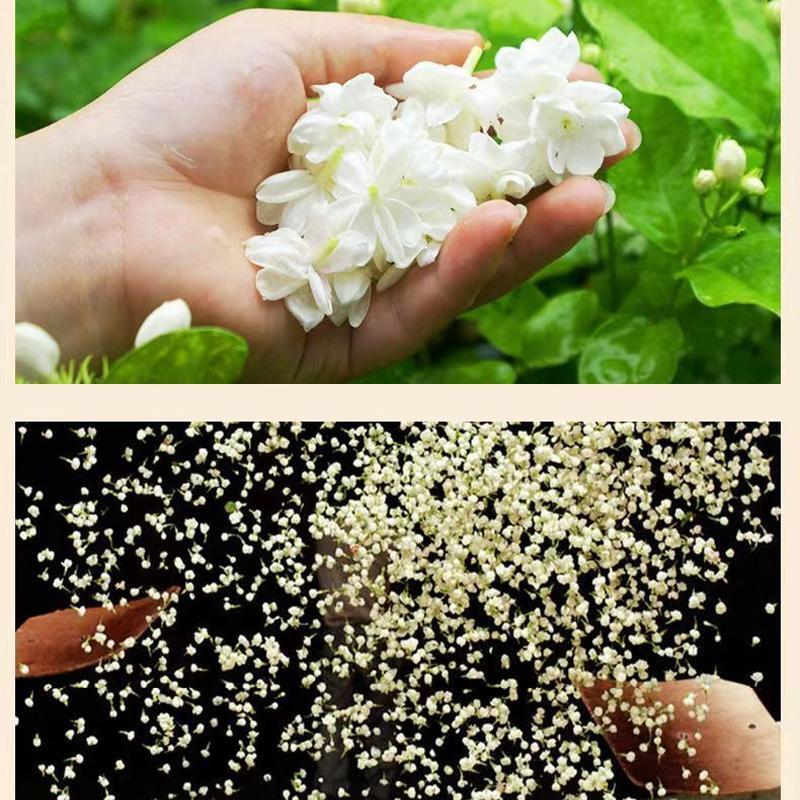 2024 New Tea Jasmine Tea Canned Authentic Premium Jasmine Snow Tea