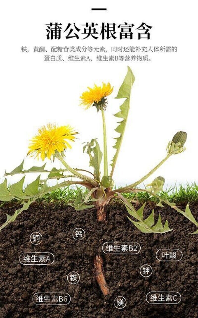 Dandelion Root Changbaishan Big Root Herbal Tea Health Tea 500g