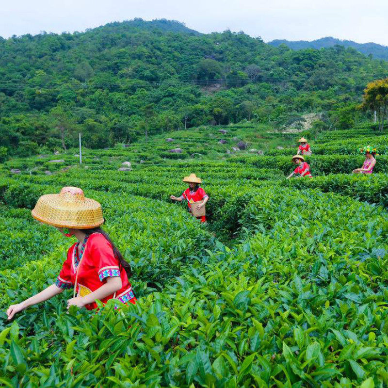 HelloYoungSuper Milk Oolong Tea Green Tea Green Food Chinese Milk Tea JinXuan Tea 50g Free Shipping