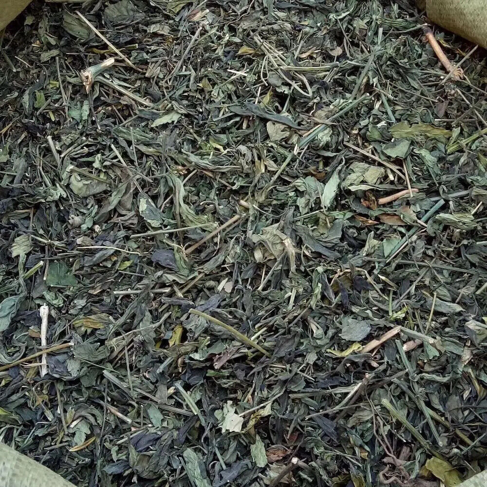 100% Organic Andrographis Paniculata Natural Herbs Cut Without Leaves