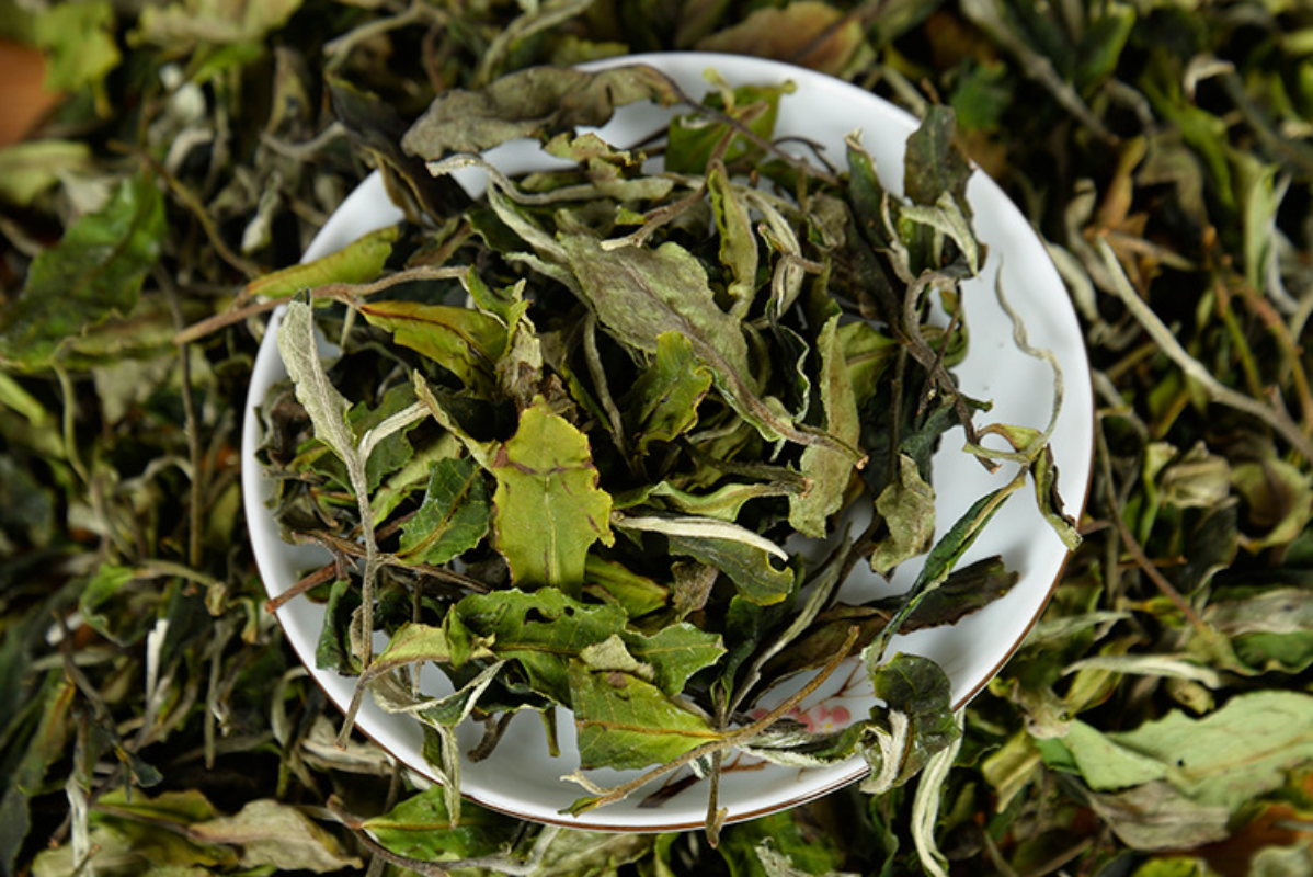 HelloYoung 500g Yunnan white tea early spring ancient Fuding white tea process white tea