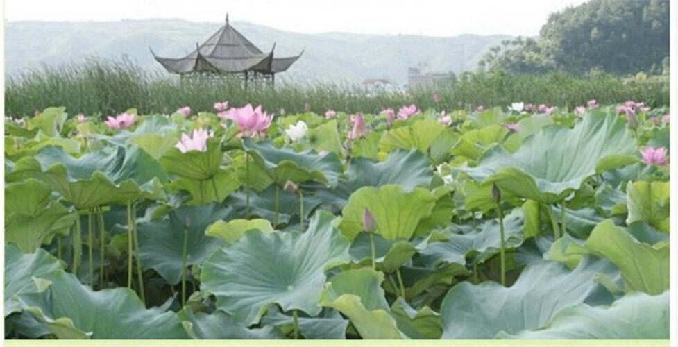 100% Natural Herb Dried Loose Lotus Leaf Tea 20g Traditional Lose Fat Herbal Tea