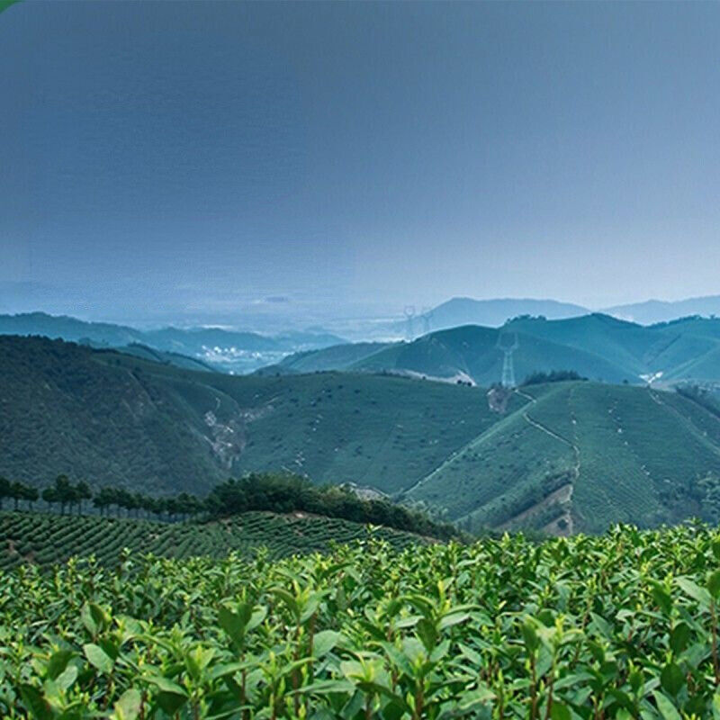 HelloYoung 100g Organic Anji White Tea Chinese Genuine Spring Natural Loose Leaf Green Tea