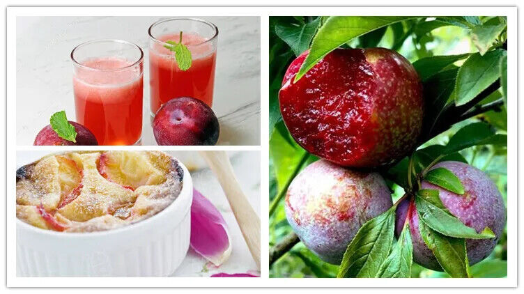 Best Selling Products Kakadu Plum Extract Powder Organic Dried Plum Powder 250g