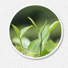 HelloYoung High Quality 500g Fuding White Tea Loose Leaf Old White Tea Weight Loss