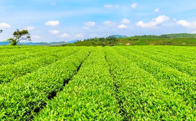 HelloYoungTop Grade Black Oolong Tea Natural Slimming Tea Black New Tieguanyin Tea 50g