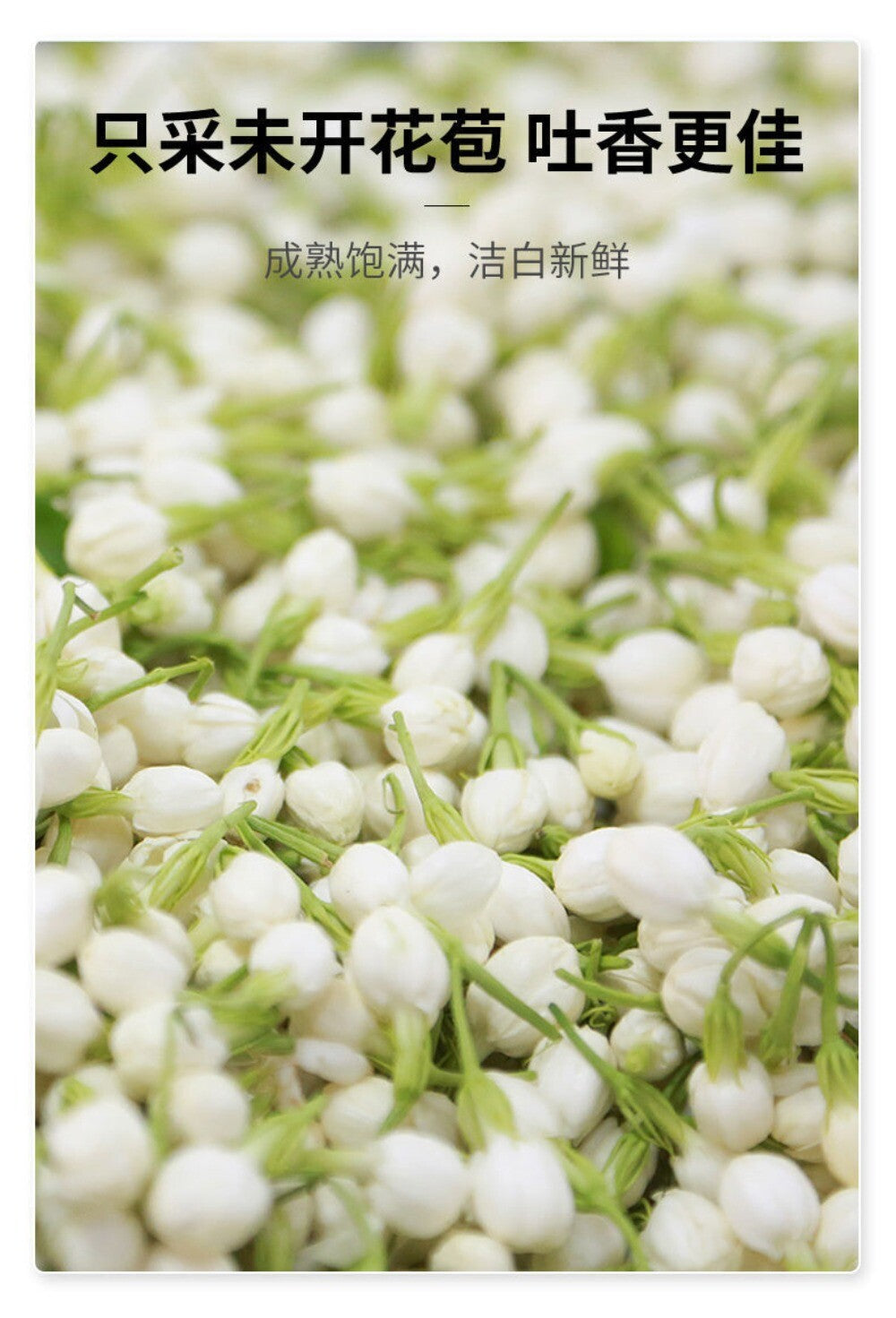 2025 Jasmine Mao Feng Tea Ming Qian Premium Green Tea Fresh Buds Strong Aroma