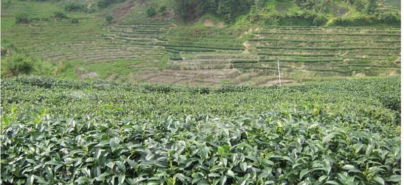 HelloYoung New Taiwan Green Tea Beauty Pressure High Mountains JinXuan Milk Oolong Tea 150g