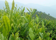 HelloYoung Good Green Full Spring Dongding New Taiwan Tea  Milk Oolong Health Care 250g