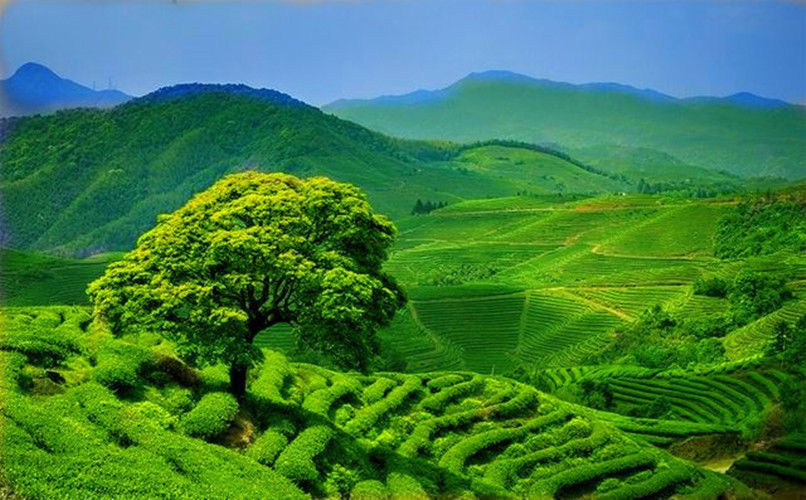 HelloYoungClassical 58 Series Black Tea 180g Premium Dian Hong Organic Yunnan Black Tea