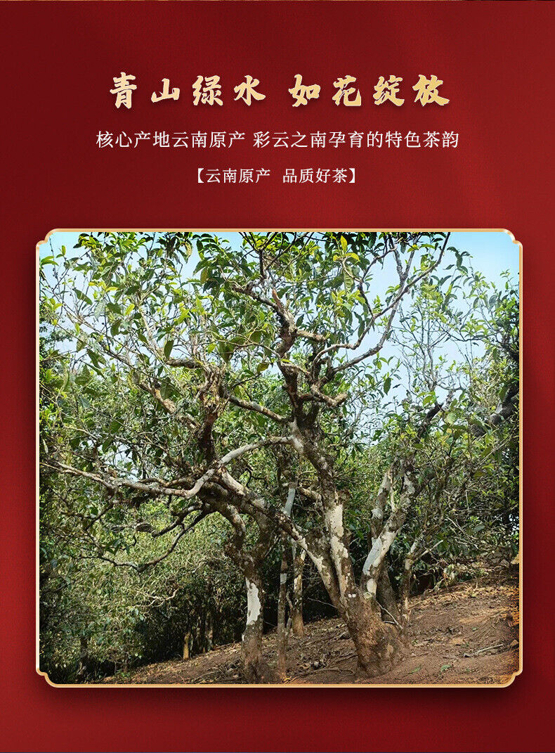 Brown Mountain Banzhang Ancient Tree Fermented Pu'er Tea  357g Ripe Tea Cake