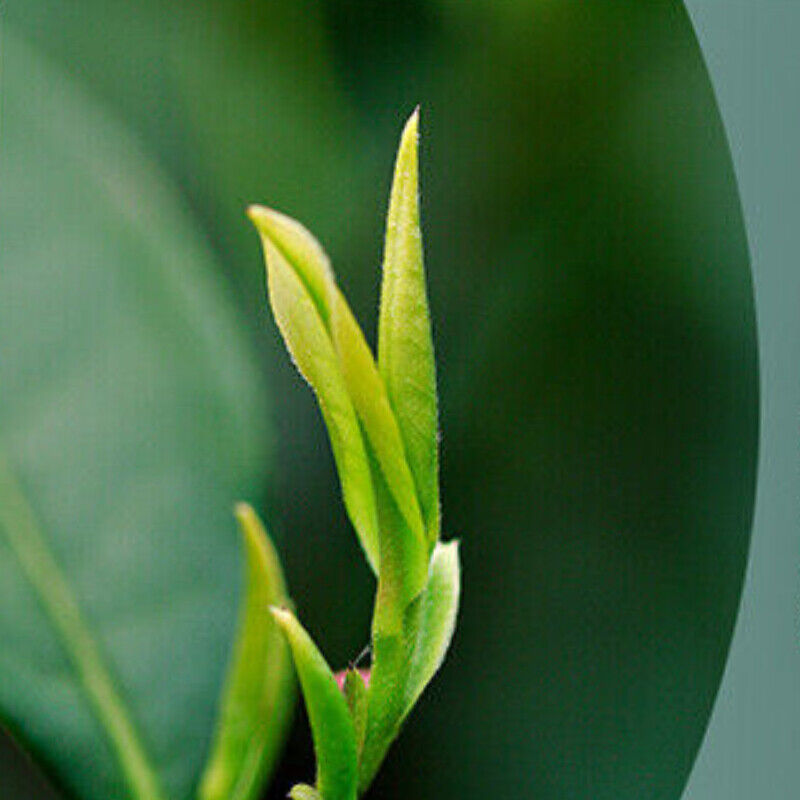 HelloYoung 100g Anji Baicha White Tea Early Spring Green Tea One Bud One Leaf Chinese Tea