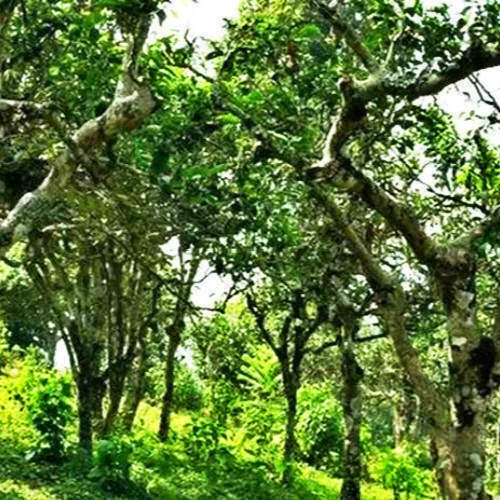 Puer Tea Pu'er Kochte Tee Jin Island Puerh Tee Yunnan Alter Baum Puer Schwarztee