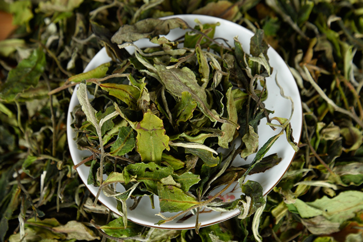 HelloYoung 500g Yunnan white tea early spring ancient Fuding white tea process white tea