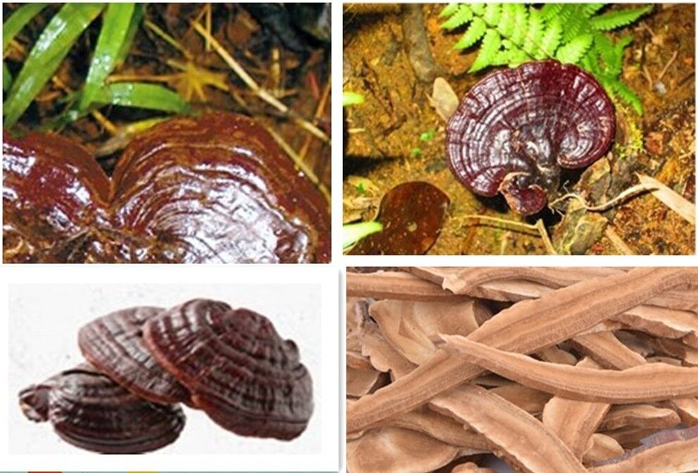 Health Dried Wild Lingzhi Red Reishi Mushrooms Ganoderma Lucidum Slices tea 250g