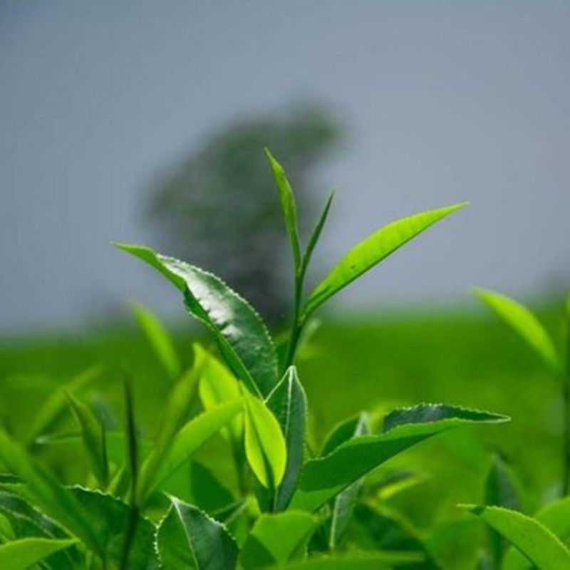 HelloYoungSuper Milk Oolong Tea Green Tea Green Food Chinese Milk Tea JinXuan Tea 50g Free Shipping