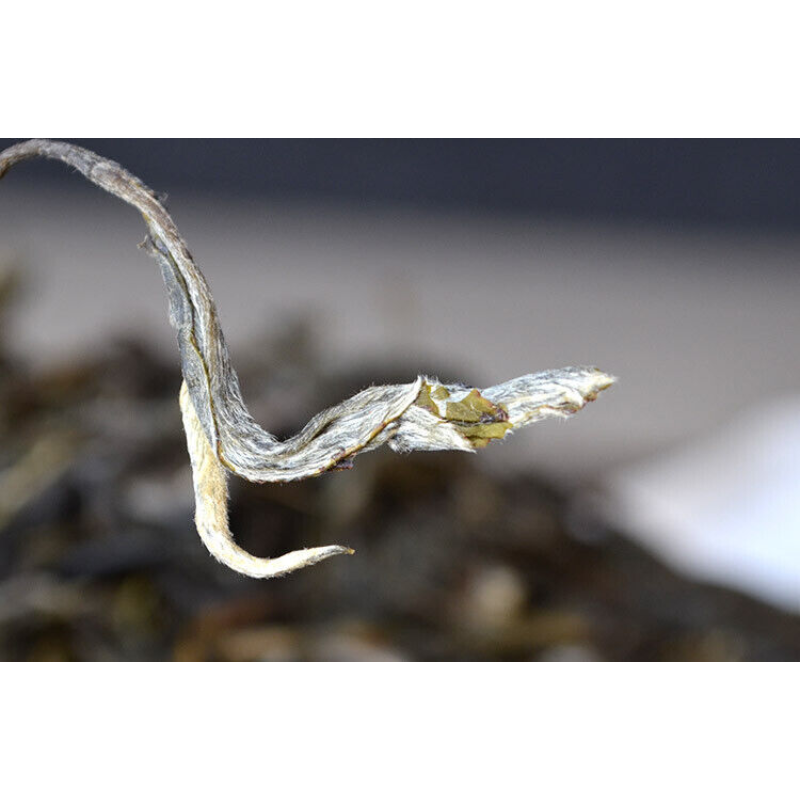 Ancient Tree Spring Tea Yunnan Pu'er Tea Seven Seed Cake Yiwu Tea 357g