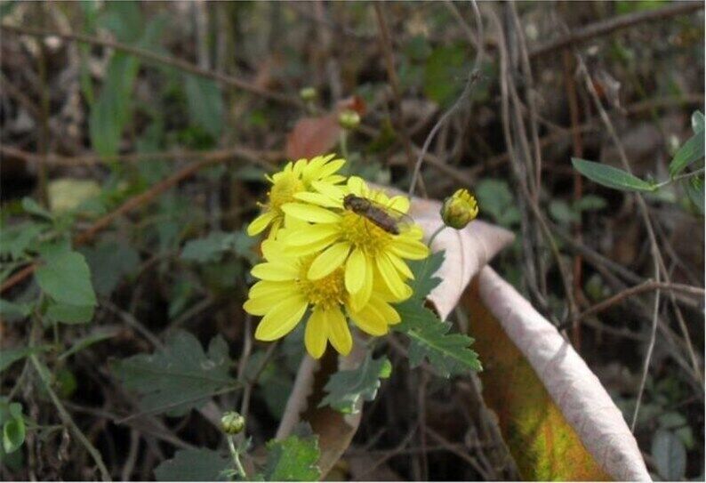 100g Chrysanthemum | Wild Harvest | Wild Chrysanthemum | Ju Hua