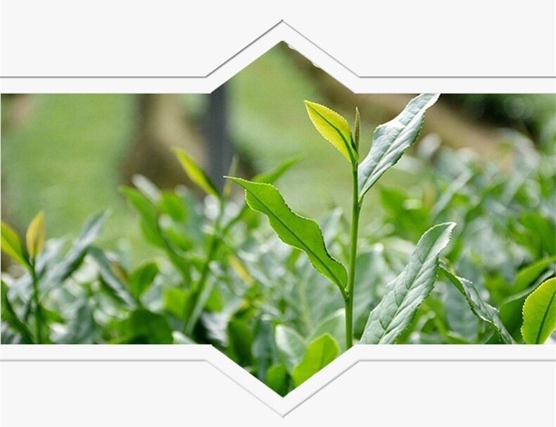 250g Schwarzer Oolong Tee Öl Schnitt Abnehmen Tee Schwarzer Tee Loser Blatt Tee