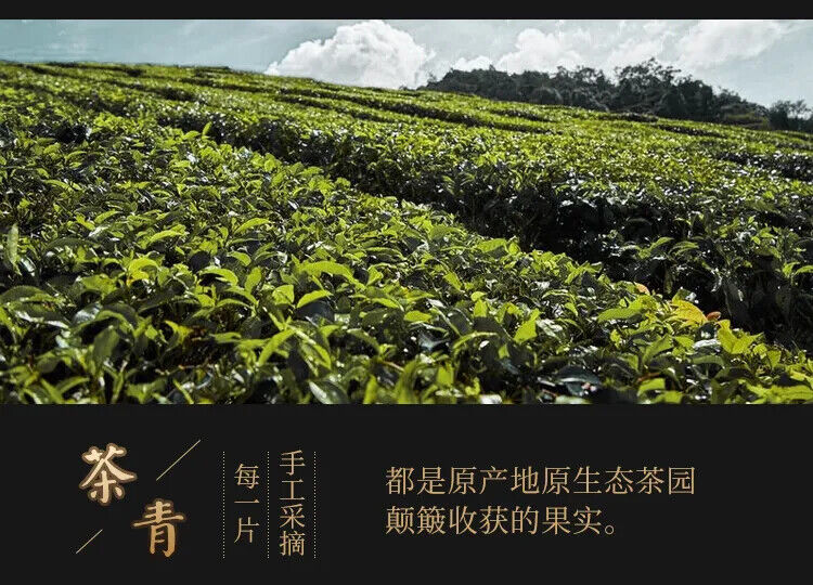 HelloYoung Taiwanese Dayuling Oolong Tea  Oolong Green Tea Alpine Tea Fragrant 150g
