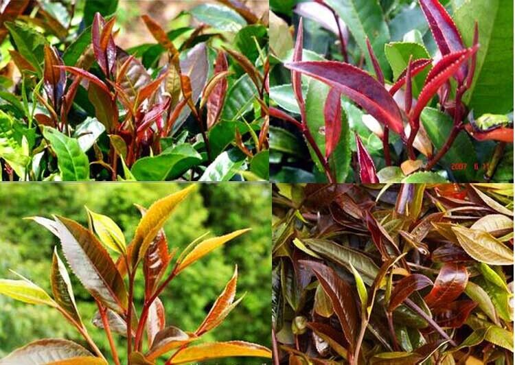 云南 Puerh tea purple bud tea raw tea 357 grams cake spring tea purple tea Jinggu