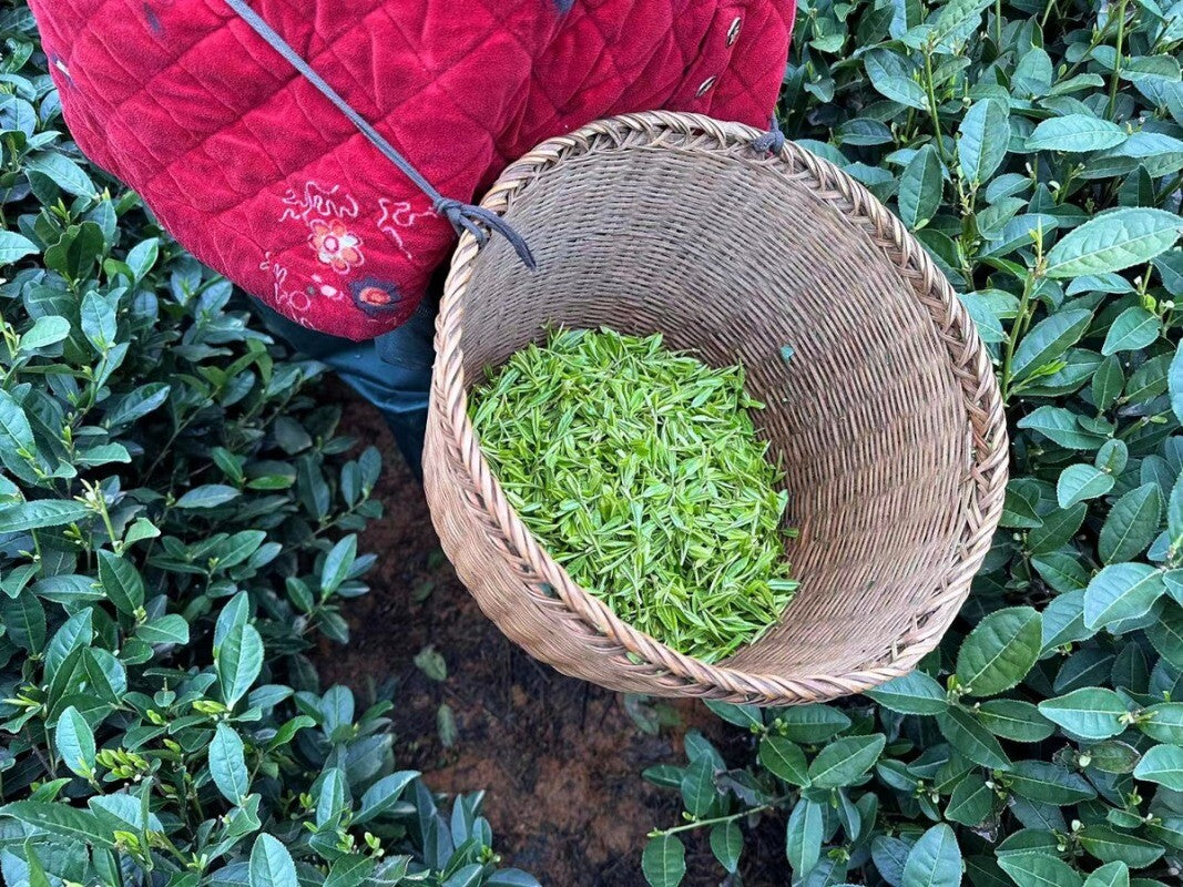 2025 First Flush Longjing Tea Premium Grade 50g Fresh Hangzhou Origin