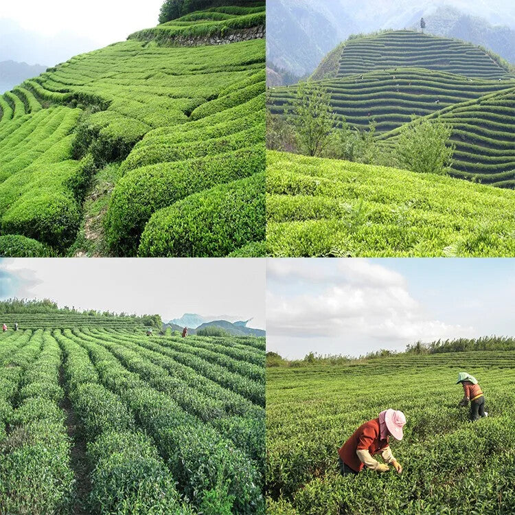 Organic Black tea Chinese loose leaf tea teabags PVC Box 18 packs 126g