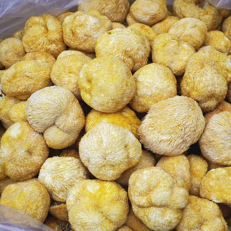 100% Biologische natürliche Löwen Mähne Pilz Hericium Erinaceus Hou Tou Gu 250G